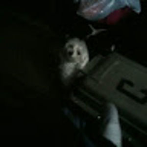 Meet your Posher, Marva